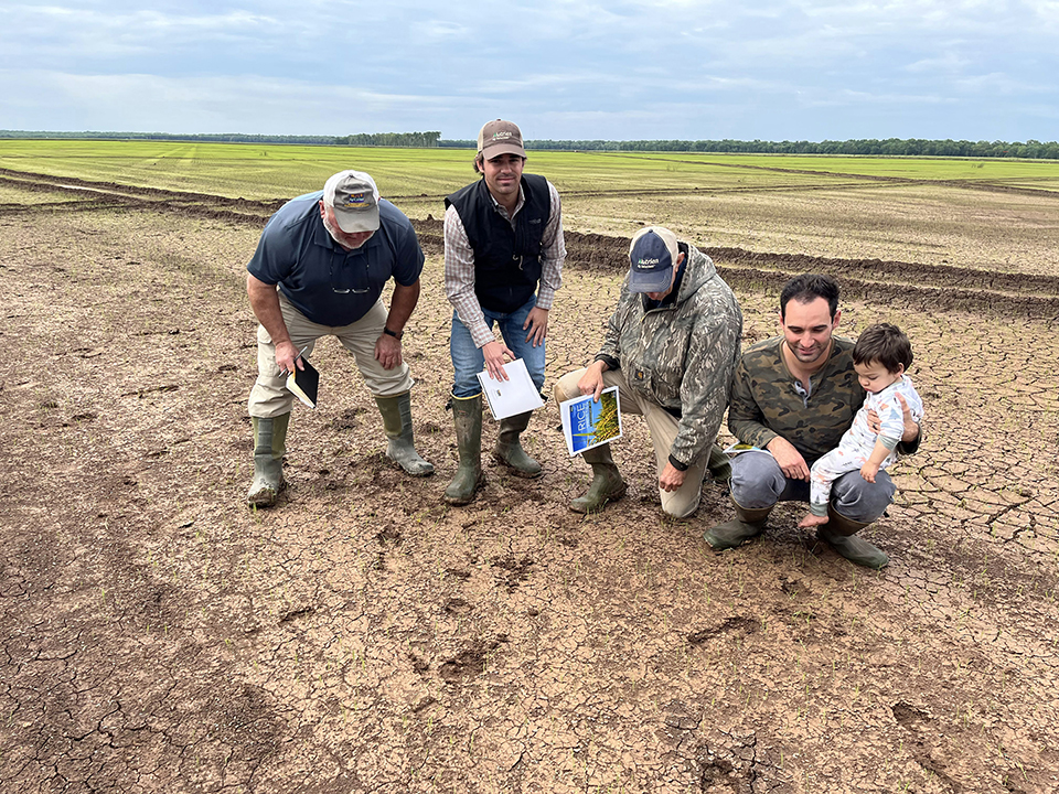 Rice verification program aids farmers in making management decisions 